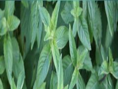 花粉のイライラを撃退！ハッカを使った『お手軽＆スマートな花粉ケア』って？