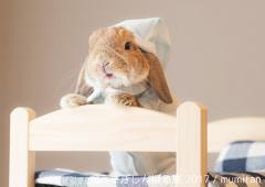 うさぎ界の神“モキュ”にうさぎフォトグラファーなど全19人ものアーティストが参加！約