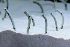 「京都水族館」がチンアナゴ一色に！モンスターを倒すARゲームや限定スイーツも