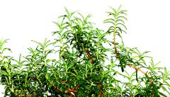 モテ女は持っている！ふわっと香る“練り香水”で清潔感のある素敵女子に