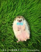 「まるっと小動物展」世界中が注目するハリネズミ初登場　小動物が主役の作品350点を展示