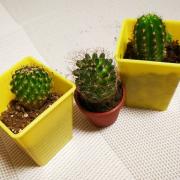 毎日の成長が楽しみです♡水耕サボテンで生活に癒しをプラス