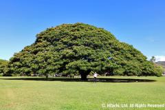 コーヒーと自然を愛する人におすすめのピースフルなツアーはこちら！