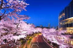 「Midtown Blossom 2018」東京ミッドタウンで開催　夜は桜並木がライトアップ