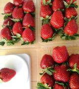 日帰りで「旬」を堪能しよう♡都内から電車で行けるいちご狩りスポット5選