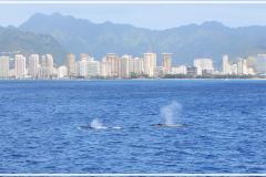 ハワイの冬の風物詩「ホエール・ウォッチング・クルーズ」で地球の息吹を体感