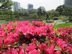 2018年最新版！春デートで行きたい東京都心のつつじスポット＆イベント5選♪