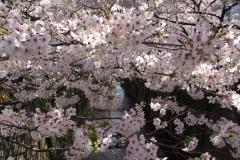 【桜デート】目黒川沿いのデートに♪お花見途中に立ち寄りたい中目黒のオシャレなカフェ