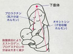 産後の不安を解消！うつ・骨盤の開き・たるみお腹・むくみ…原因や対策を専門家が解説