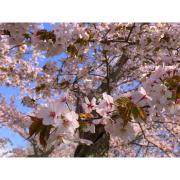 日本一遅い桜を楽しもう♡「北海道」の桜スポット決定版！