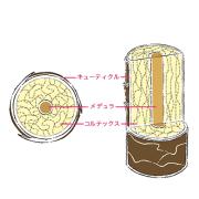 脱・うねり髪…正しいドライヤー法なら“まとまり”を即実感！ ｜家電ガイド付き |