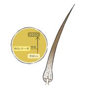 白髪を発見したらまずすることは？ ドクター直伝ケア法と頭皮美容液 |