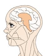おでこのシワ改善方法｜シワ取りマッサージやクリームまとめ |