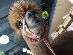 大都会に牧場現る？！東京駅1分の「大手町牧場」が気になる