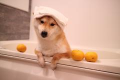 疲れた心が癒される...♡インスタで大人気の柴犬「だいふく」がたまらない♡