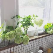 飾っても楽しい水耕栽培♡キッチンのインテリアにもなる#リボべジ - LOCARI（ロカリ）