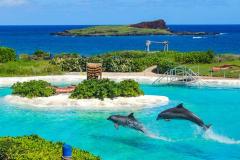 かわいいイルカと触れ合える感動のツアーはこれ！