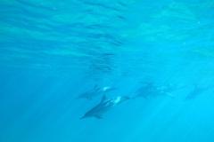 イルカと一緒に泳げる夢体験！ドルフィン＆ユーを堪能してきました