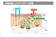 秋冬も美白ケアは当たり前！ 透明感のある肌を叶えるためにすべきこととは？ |