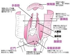 膣トレ｜脱・ポッコリお腹！ 膣トレのメカニズムや詳しいトレーニング法など |