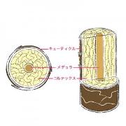 髪の毛のお悩みを一気に解決【脱・はねる髪特集】│うねる髪・寝グセなど原因と直し方＆