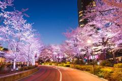 東京ミッドタウンで一足早い春を満喫「MIDTOWN BLOSSOM 2019」 開催