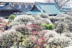 まるでお花畑な梅に感動！開花ラッシュ＆絶景が楽しめる東京の梅まつり＆梅の名所まとめ