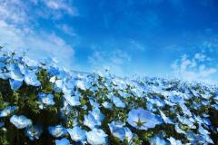 関西最大規模100万株のネモフィラが咲く！大阪で「ネモフィラ祭り」初開催