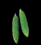 栄養抜群のゴーヤを食べてキレイになる♪美肌にいいゴーヤのレシピ |