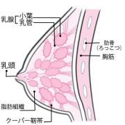 11人に1人が乳がんにかかる時代…早期発見する方法はあるの？ |