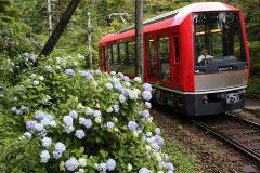 箱根のアジサイの名所6選！箱根登山鉄道の穴場やライトアップも