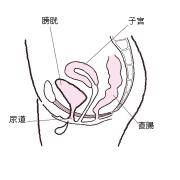 尿漏れはなぜ起きる？ 意外に知らない“排尿の仕組み”を女医が解説 |