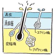 わきがのにおい、自分でわかる？そのチェック方法と対処法とは？ |
