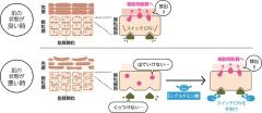 アクアレーベルの口コミをチェック！つるつる肌（赤）、美白（青）、ハリつや（黄）なり