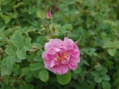 「アムリターラ」から本物のお花からできたお顔にも環境にも優しいチークが登場！【渡辺