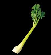 セロリは実は今が旬…栄養満点の万能野菜！おいしく食べて健康になれるレシピ |