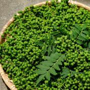 鰻以外にも活用したい山椒のダイエット効果 | ビューティーガール