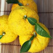 冬至に湯治 恐るべき柚子パワー | ビューティーガール