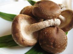 旬のきのこでビューティー＆ダイエット！ | ビューティーガール