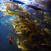 今注目の海藻由来の成分「フコキサンチン」とは | ビューティーガール