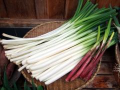 風邪にはネギ！その真実は？ | ビューティーガール