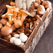 きのこはダイエットと腸活がまとめてできる超優秀な食材 | ビューティーガール