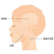 あごが痛い、口が開かない、音がなる…etc.あごトラブルはどうしておきるの？|世代に多い「
