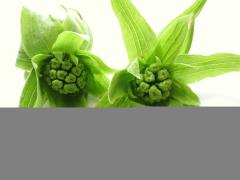 春の薬膳ダイエットのポイントは&rdquo;苦み&rdquo;の強い野菜|＠ビューティーガール