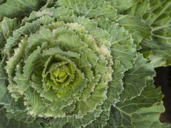 海外セレブに大人気！ 青汁にも使われている「ケール」でヘルシー生活！|＠ビューティーガ