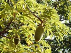  『バオバブパインゼリー』で朝のおめざ! スーパーフルーツを使ってみよう|＠ビューティー