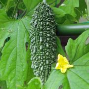 夏こそゴーヤー！苦み成分に肥満予防効果が！ | ビューティーガール