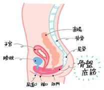 下半身がきゅっと引き締まる⁉　話題の「膣トレ」3つの基本の動きをマスター！（1ページ目