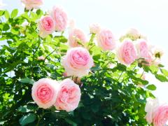 美容通もリピート♡人気オーガニックコスメ「MARTINA」が今だけ15%OFF -