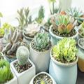 初心者向け♡多肉植物の育て方とおすすめ品種6選 -
